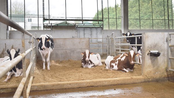El viaje más peligroso de mis vacas