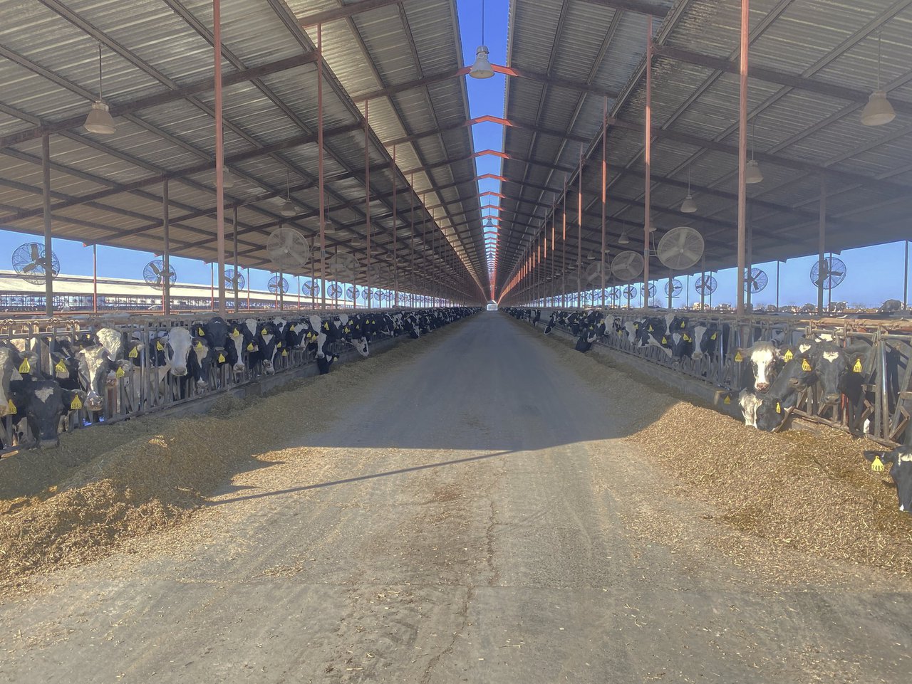 La gripe aviar llega a las vacas: qué sabemos hasta ahora y qué reveló analizar los datos de una granja afectada en Colorado (EE. UU.)