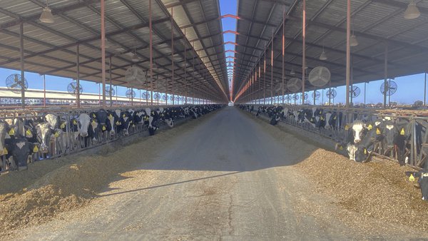 La gripe aviar llega a las vacas: qué sabemos hasta ahora y qué reveló analizar los datos de una granja afectada en Colorado (EE. UU.)
