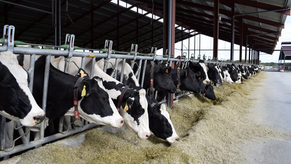 Metano, vacas e cambio climático: realidade ou esaxeración mediática?