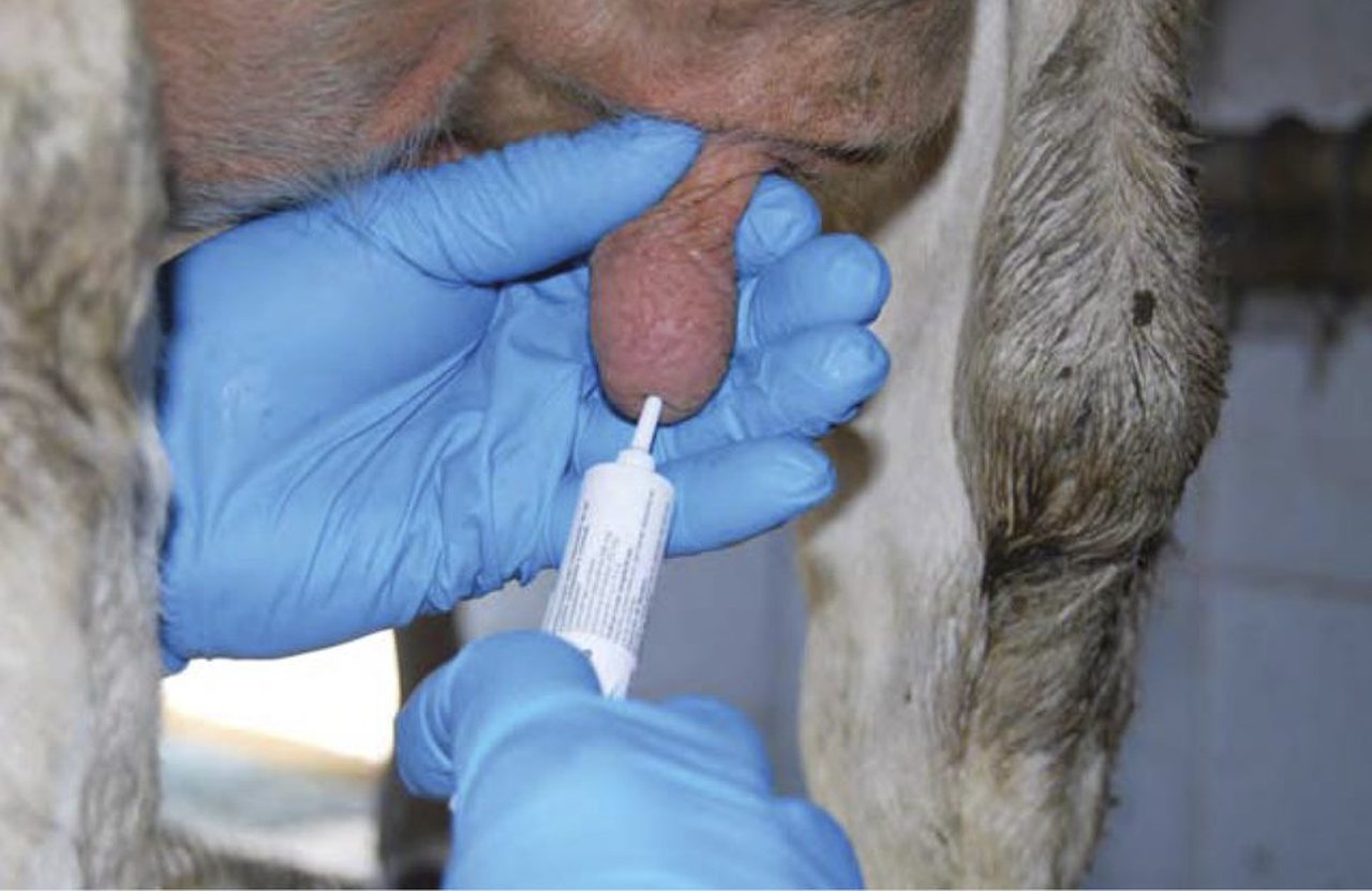 O secado das vacas, un concepto que está a cambiar