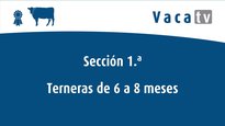 Xatas de 6 a 8 meses