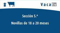 Xovencas de 18 a 20 meses