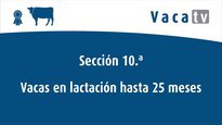 Vacas en lactación ata 25 meses