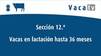 Vacas en lactación ata 36 meses