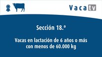 Vacas en lactación de 6 anos ou máis con menos de 60.000 kg