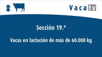 Vacas en lactación de máis de 60.000 kg