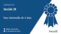 Vaca intermedia de 4 años