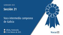 Vaca intermedia campeona de Galicia