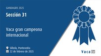 Vaca gran campeona internacional