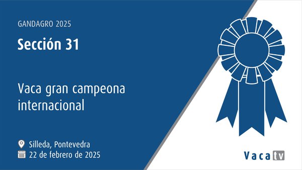 Vaca gran campeona internacional