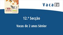 Vacas de 2 años sénior