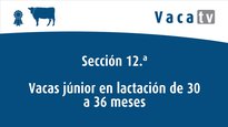 Vacas júnior en lactación de 30 hasta 36 meses