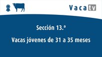 Vaca nova de 31 a 35 meses