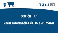 Vaca intermedia de 36 a 41 meses