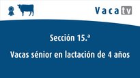 Vacas sénior en lactación de 4 años