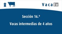Vaca intermedia 4 anos