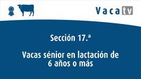 Vacas sénior en lactación de 6 años o más