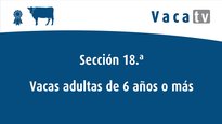 Vaca adulta 6 anos ou máis