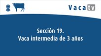 Sección 19. Vaca intermedia de 3 años