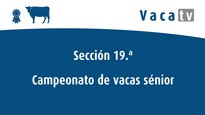 Campeonato de vacas sénior