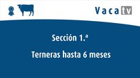 Terneras hasta 6 meses