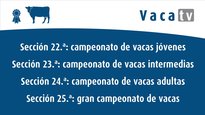 Campionatos e gran campiona de vacas