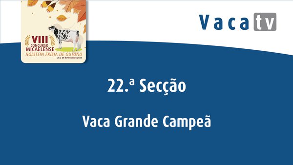Vaca gran campiona