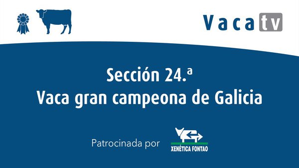 Sección 24. Vaca gran campiona de Galicia