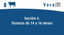 Sección 4. Terneras de 14 a 16 meses