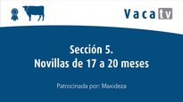 Sección 5. Novillas de 17 a 20 meses