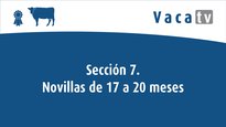 Sección 7. Novillas de 17 a 20 meses