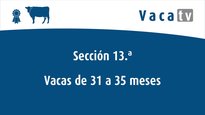 Vacas de 42 a 47 meses