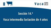 Vacas de 4 anos
