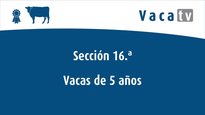 Vacas de 6 anos ou máis