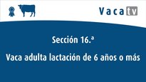 Vacas de 6 anos ou máis