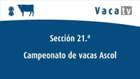Sección 21. Campeonato de vaca Ascol