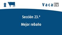 Sección 23.ª: mellor rabaño