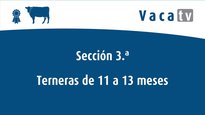 Sección 3. Xatas de 11 a 13 meses