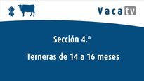 Xovencas de 17 a 19 meses