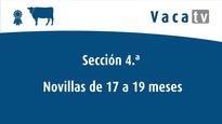 Xatas de 17 a 19 meses