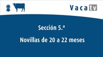 Xovencas de 20 a 22 meses
