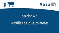 Xovencas de 23 a 26 meses