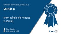 Sección 8: Mejor rebaño de terneras y novillas