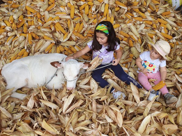 foto ganadora concurso outra vaca no millo 2023